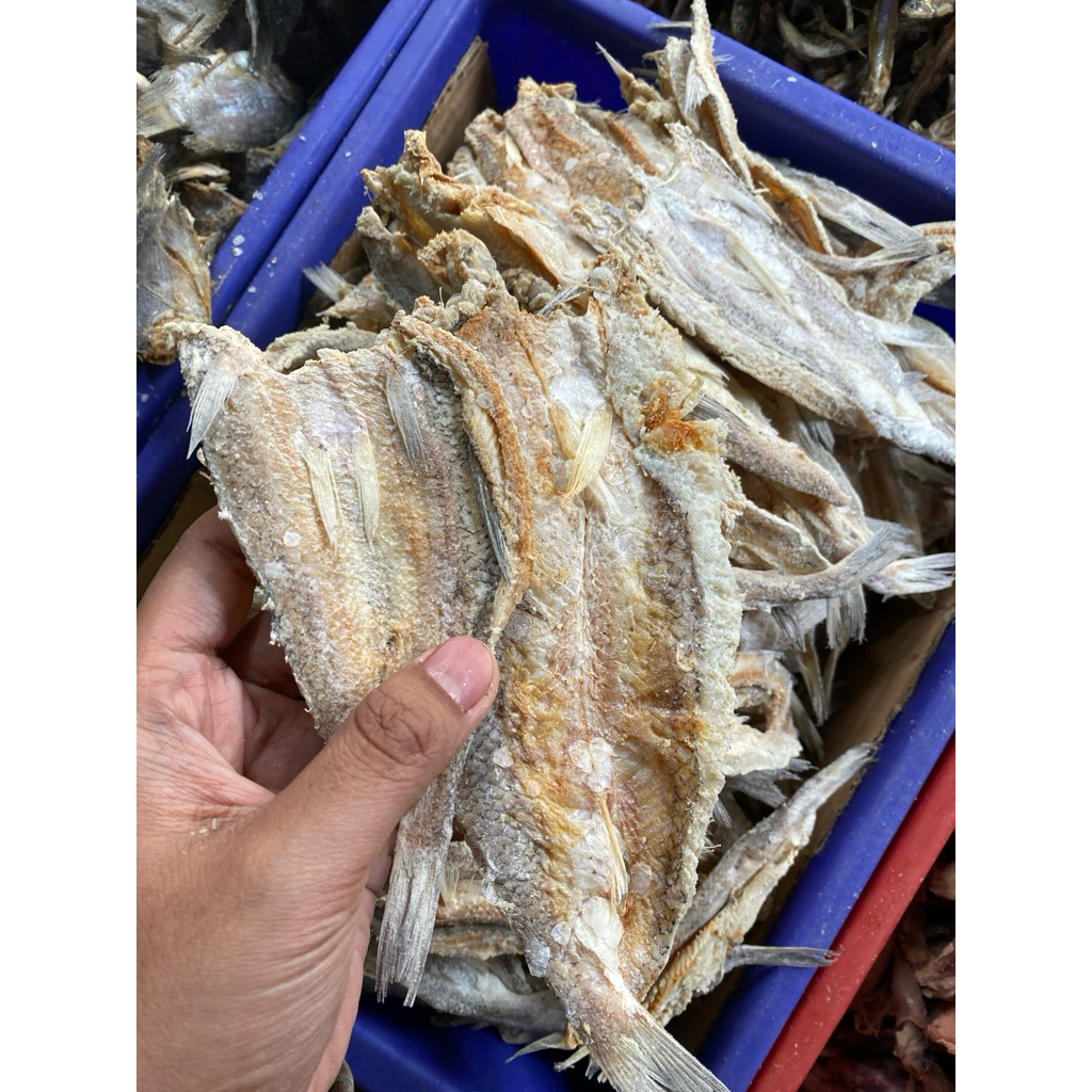 IKAN BELAH BLOSO/GABUS