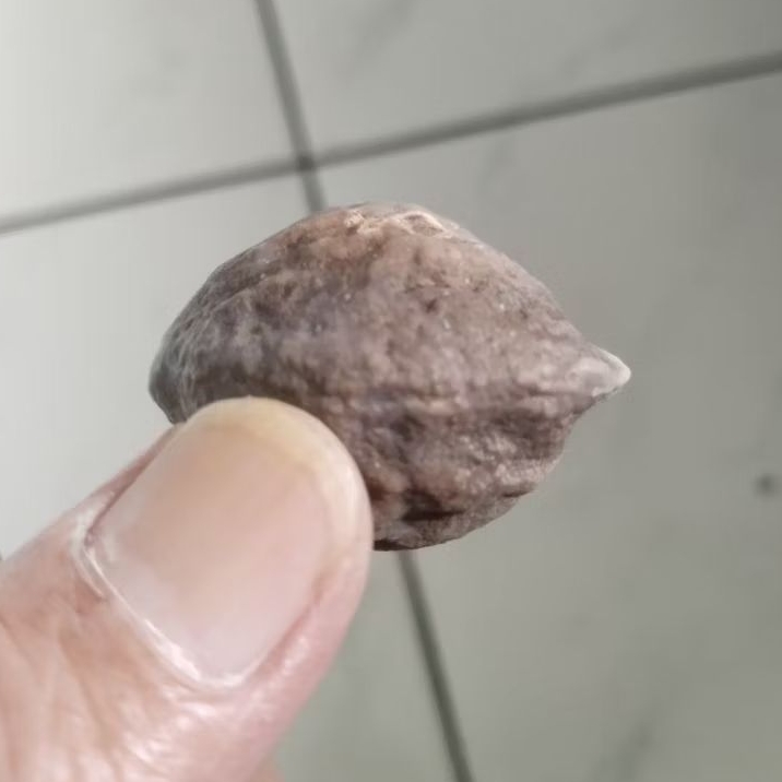 Kemiri Adu Muncang Adu Jabra Gotik Junior Tua Jatuhan