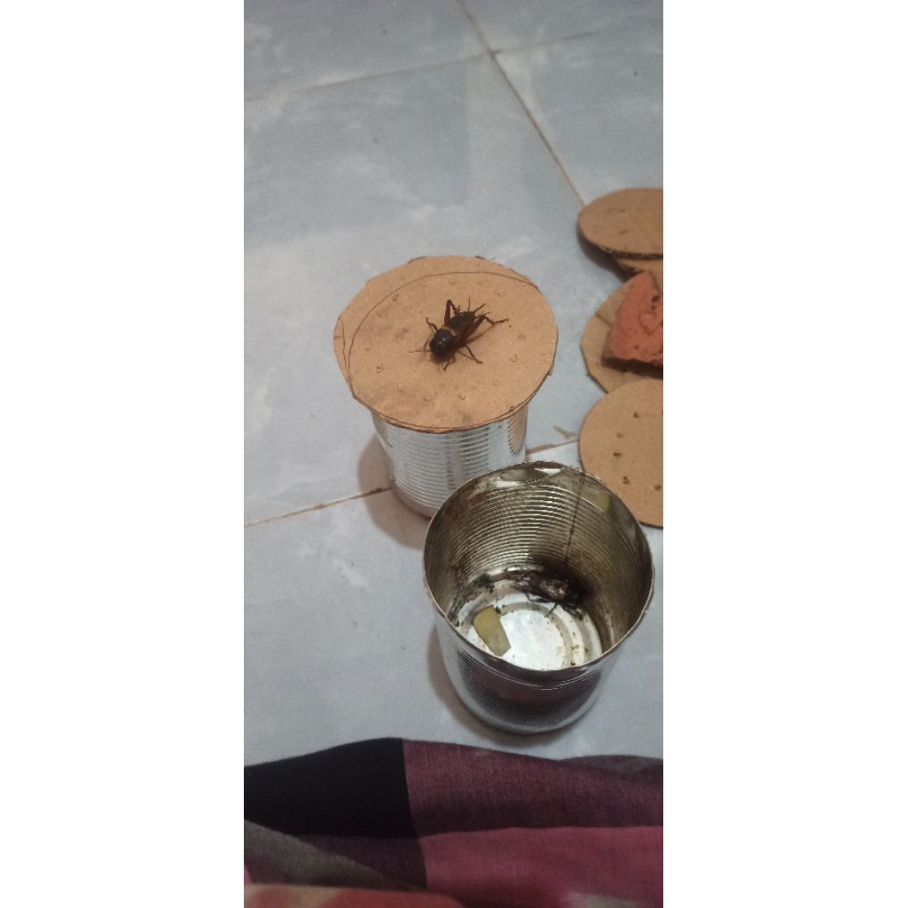 jangkrik masteran / aduhan