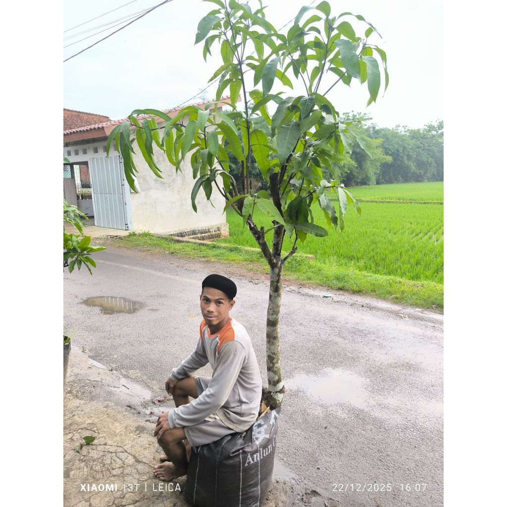 bibit mangga kombinasi 8in1 (1pohon 8jenis) red ivory+kiojay+cengkir+mahatir+R2E2+Golek+manalagi mad