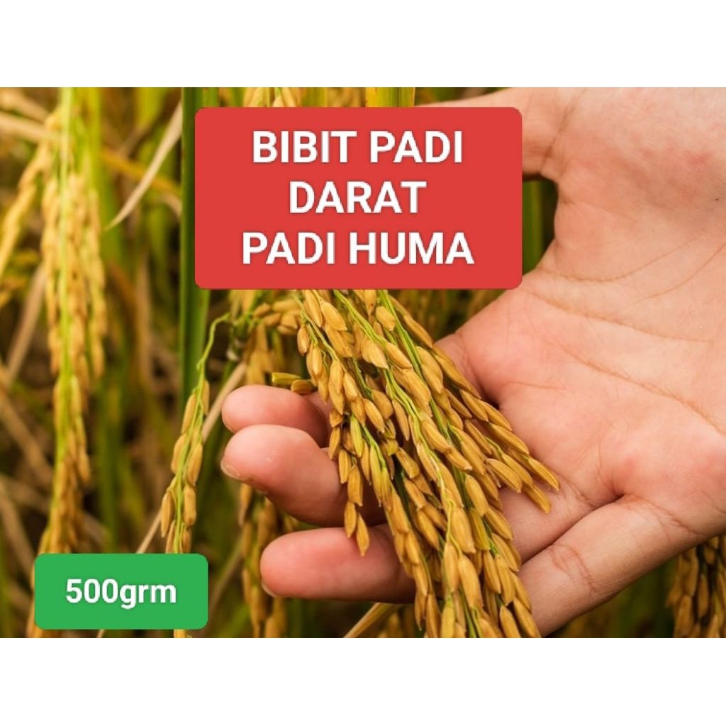Bibit padi Gogo padi Huma padi darat Kemasan 500grm