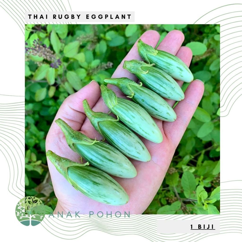 Benih Bibit Biji - Thai Rugby Eggplant / Terong Jari Lonjong Hijau Putih Lurik Seeds - IMPORT THAILA