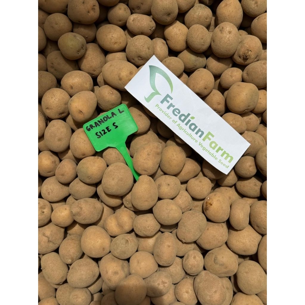Bibit Kentang G2 Varietas Granola L per Krat