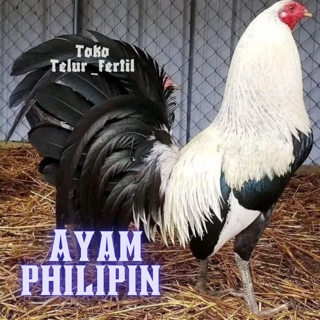 TELUR AYAM PHILIPIN ASLI PETARUNG UNTUK DITETASKAN