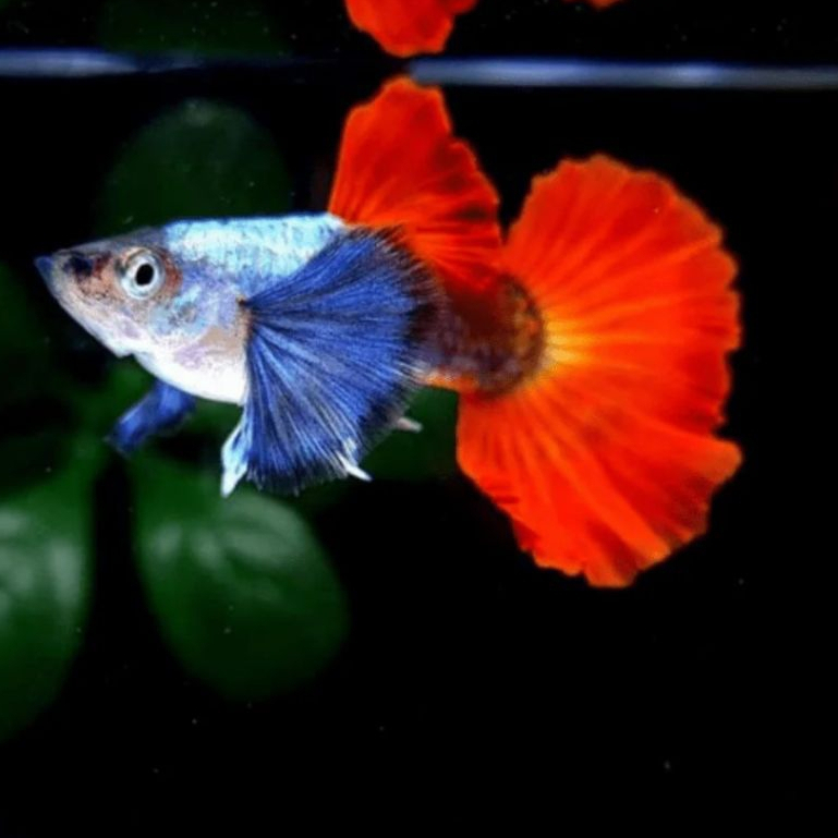 LIVE_TT PRTDE 1 PAIR GRADE PROMO