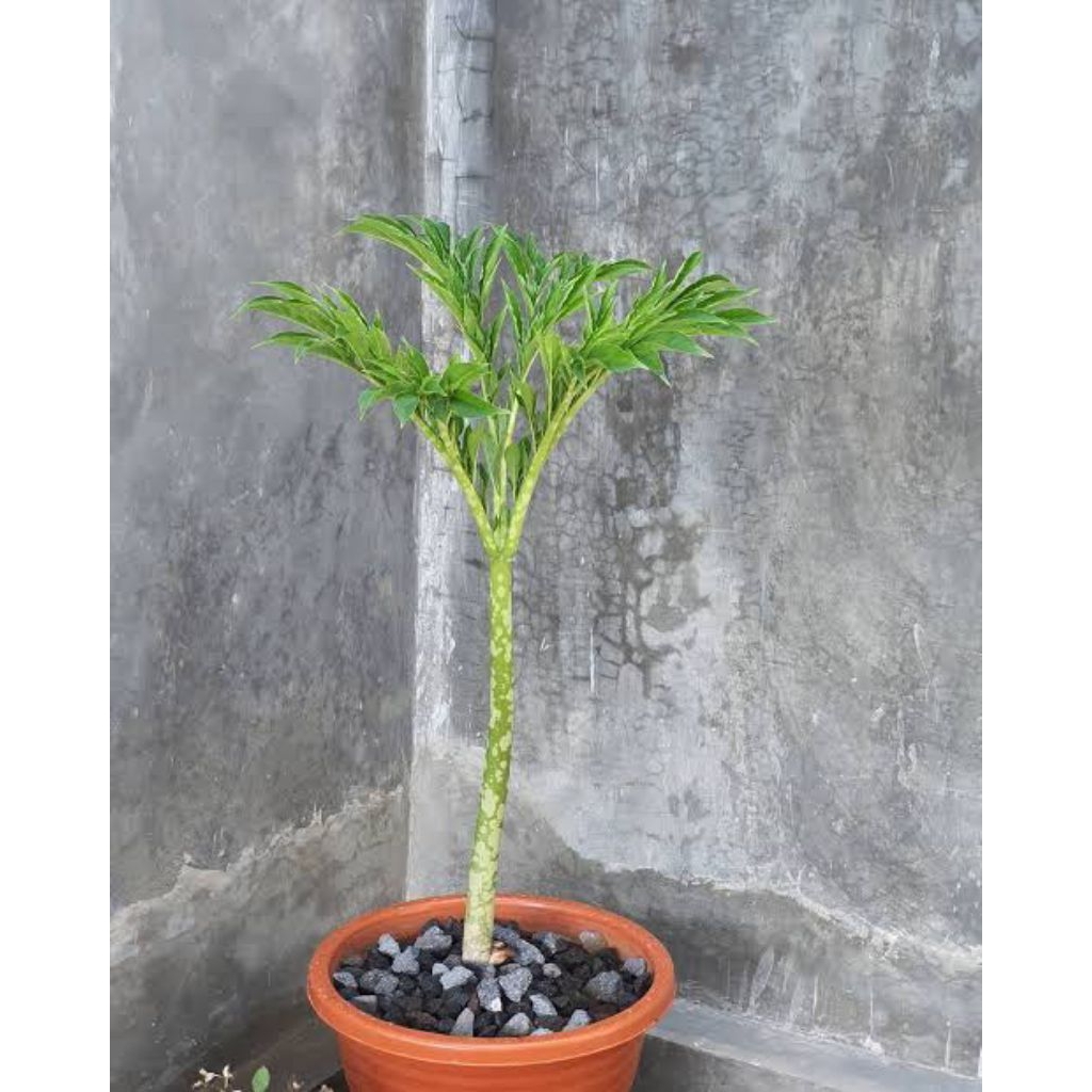 Bibit pohon suweg / bibit umbi suweg anakan siap tanam