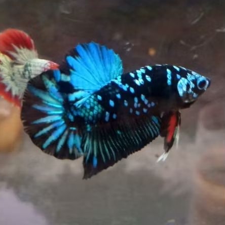 Avatar Gordon