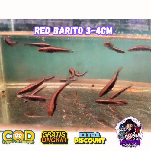 Red Barito 3-4CM / Beby Maru Red Barito