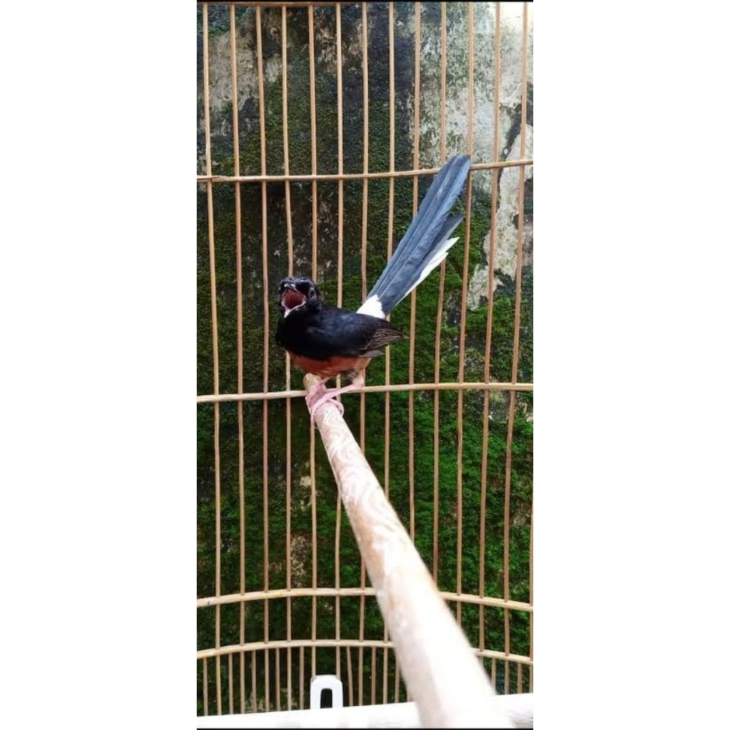 MURAI BATU MUDA HUTAN NON GEMBUNG PROSPEK EKOR 17CM