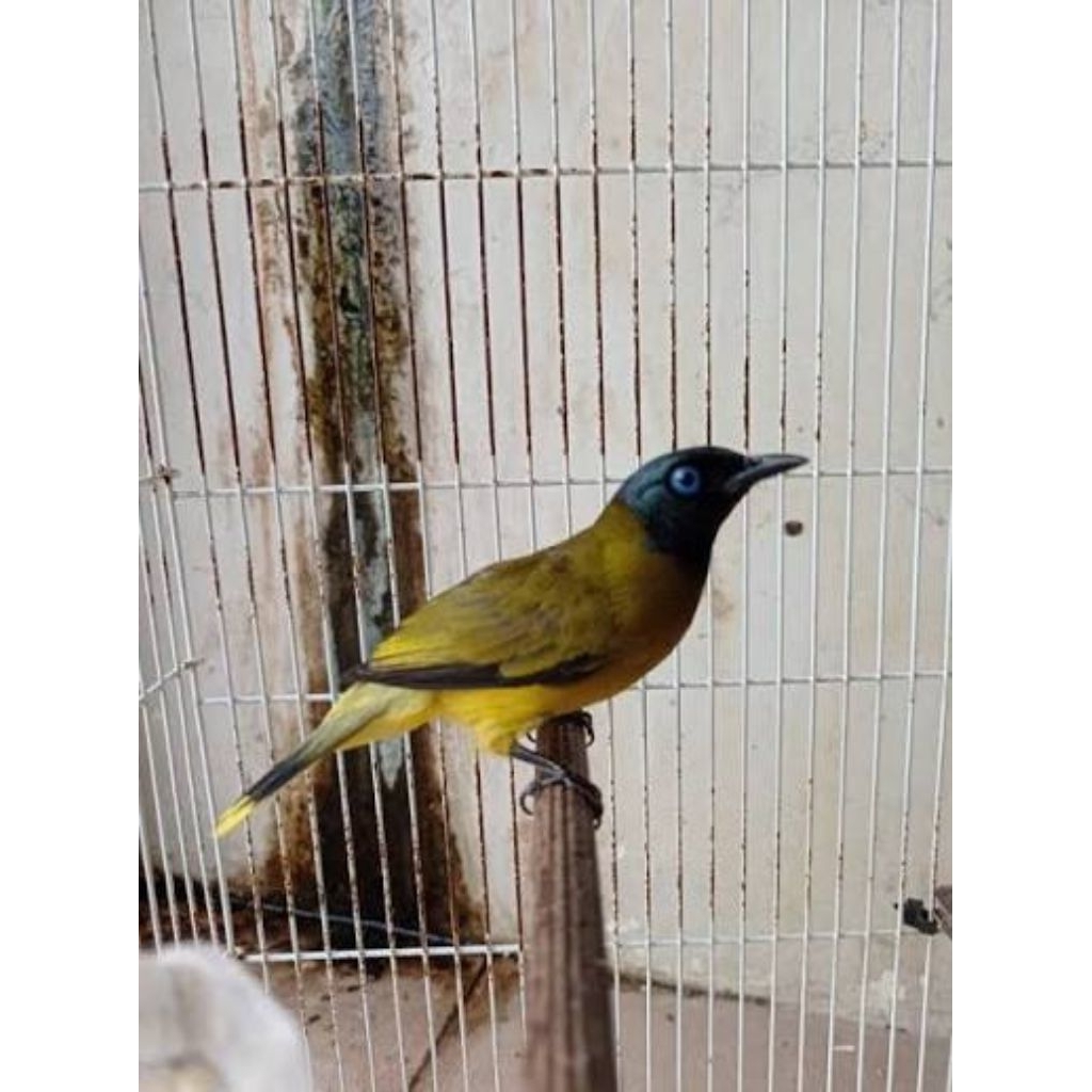 Burung kutilang sutra mulus jantan rawatan rajin bunyi