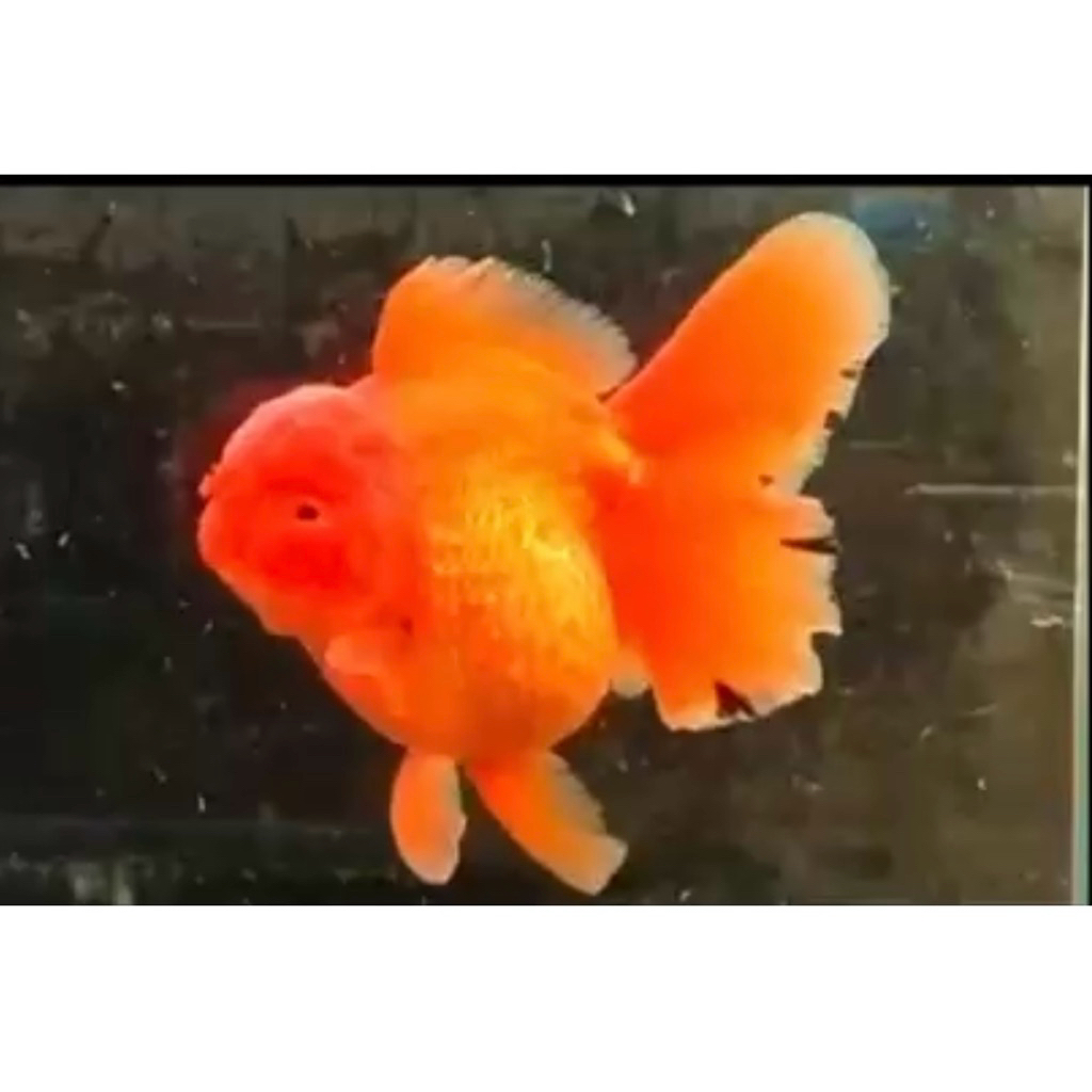 ikan mas koki jumbo 17cm