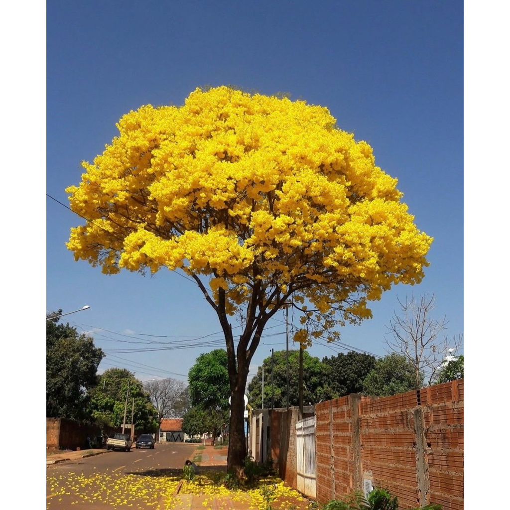 tanaman tabebuya 1 meter