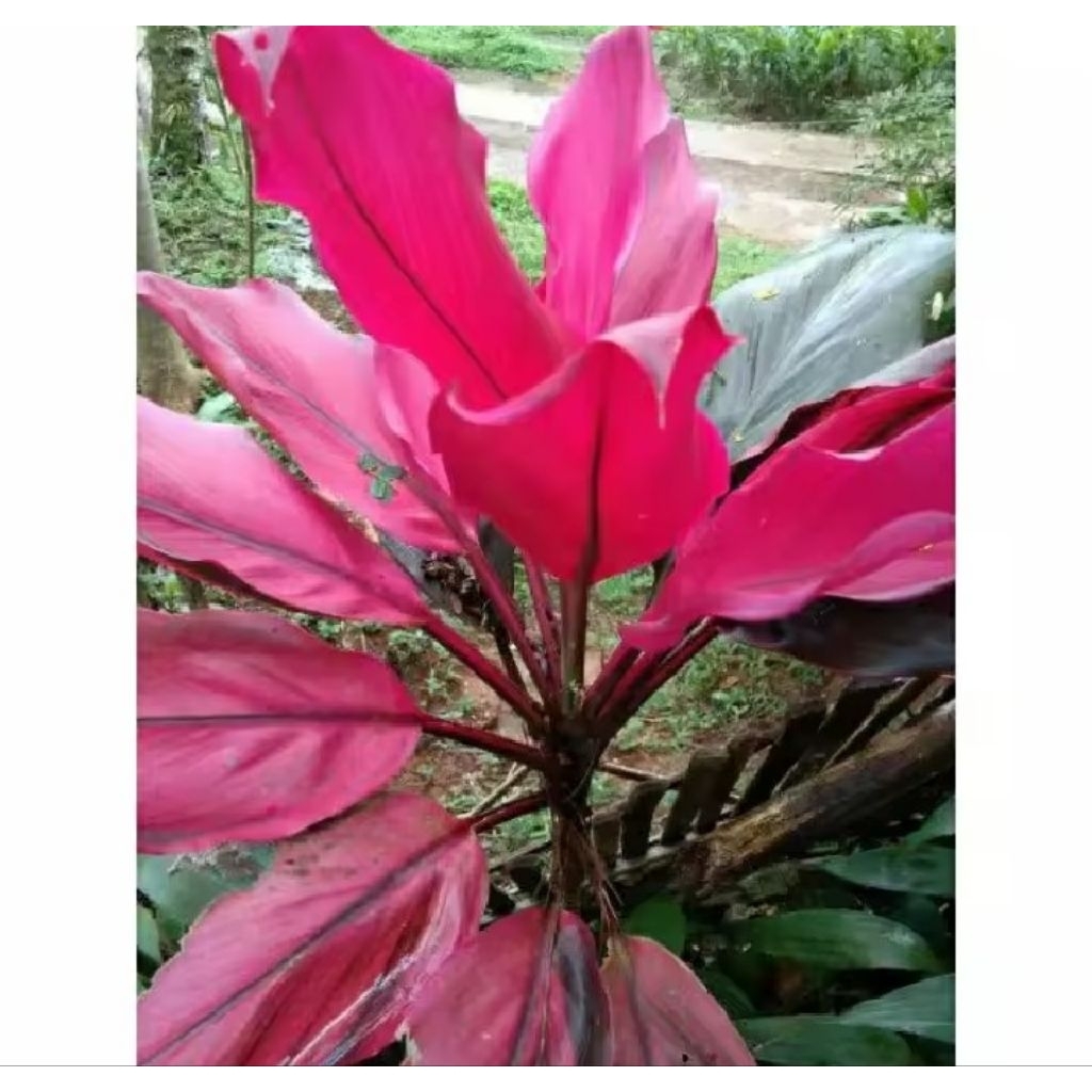 hanjuang pohon daun hanjuang merah