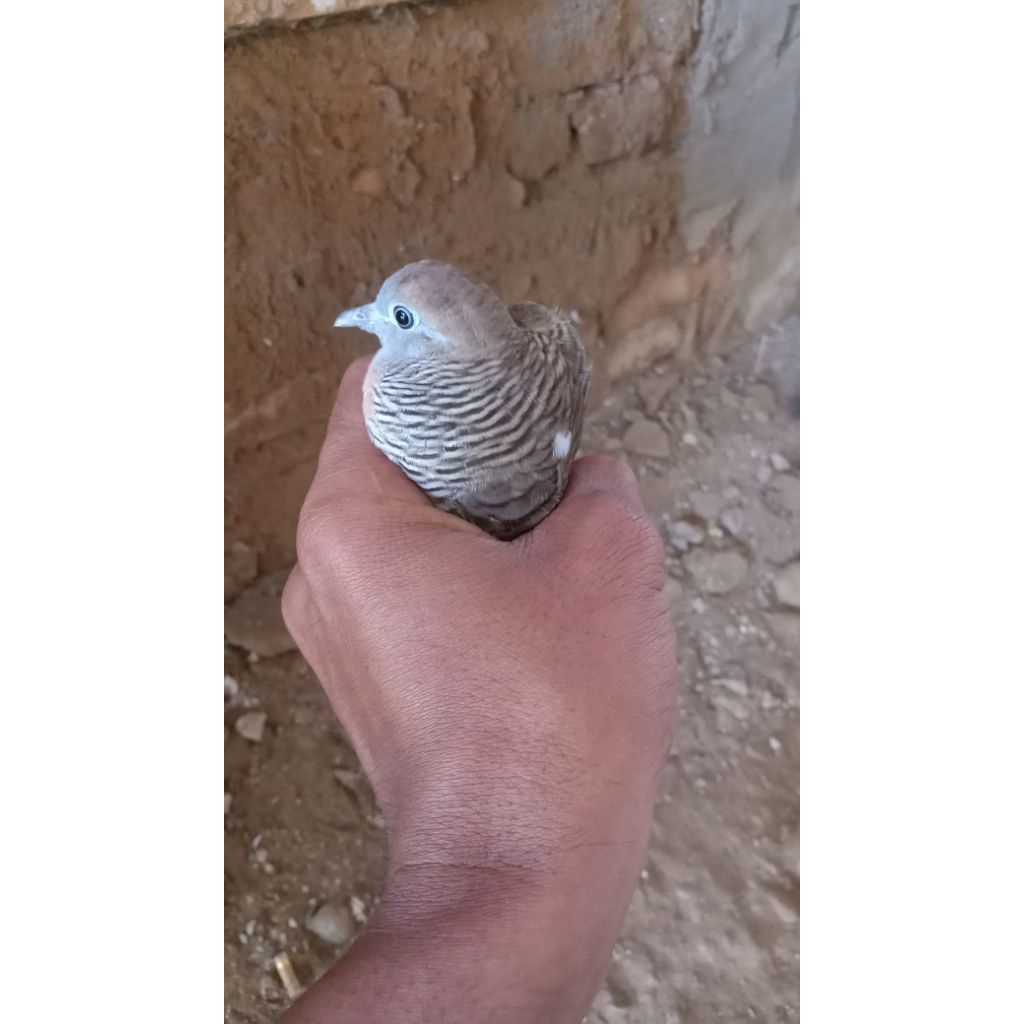 perkutut katuranggan songgo buwono lokal Tuban