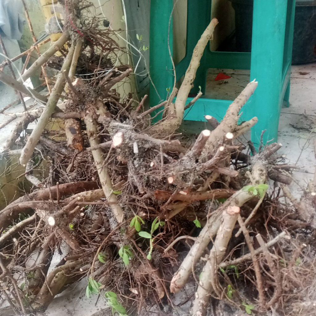 SANTIGI MAME | SANTIGI MAWAR | SANTIGI MURAH