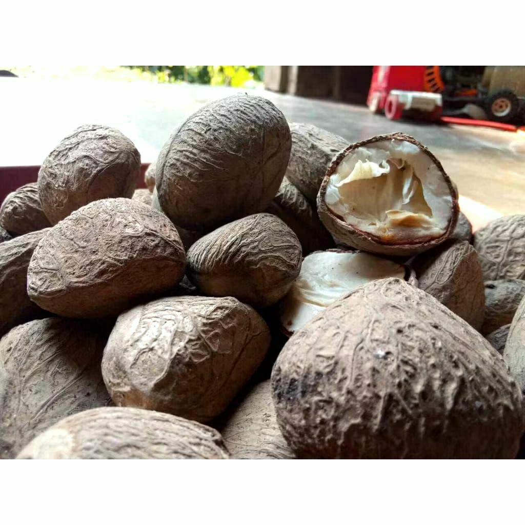 Buah picung muda segar mentah 500gram klewek