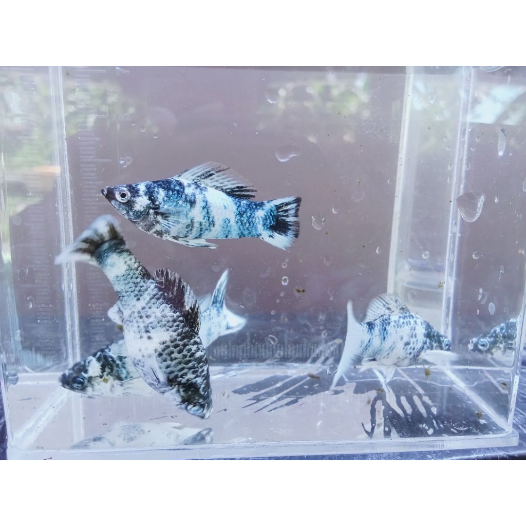 molly zebra long roundtail&cawang
