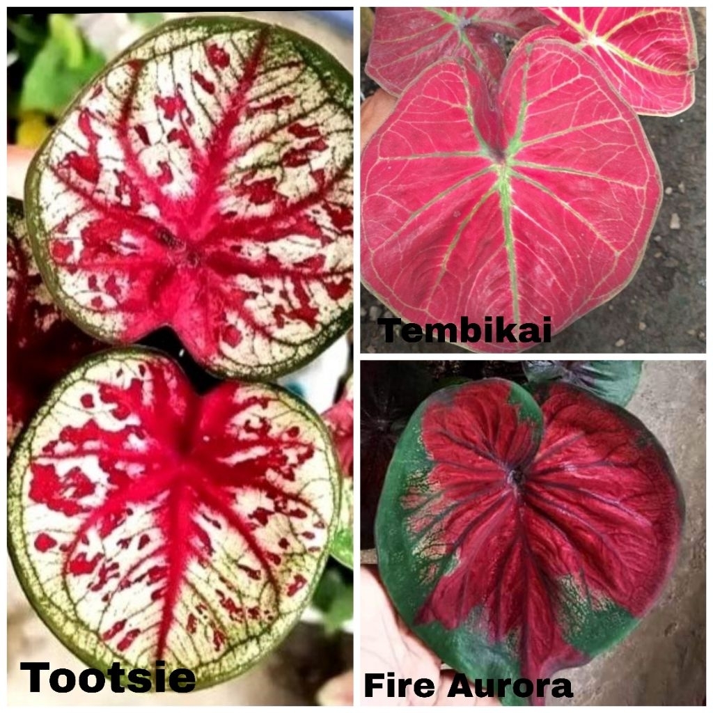 PAKET KELADI/CALADIUM THAILAND