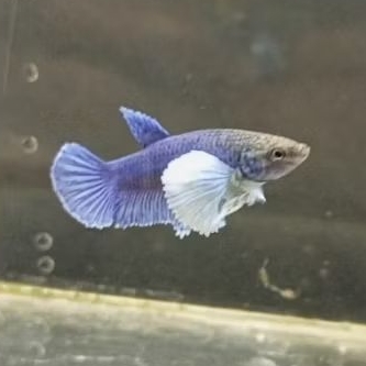 Hiasan aquarium cupang betina dumbo ear blue ukuran medium awal siap breed