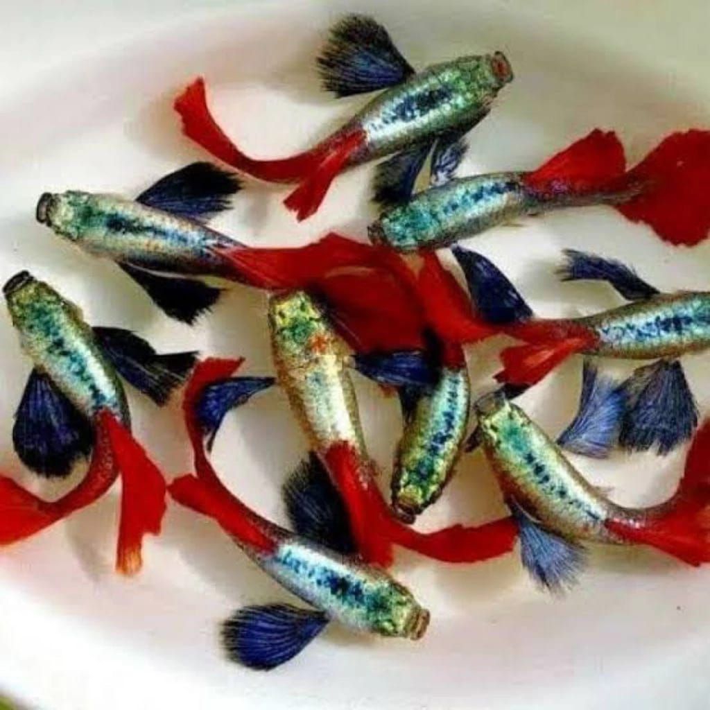 HIASAN GUPPY PRTDE PLATINUM RED TAIL DUMBO EAR