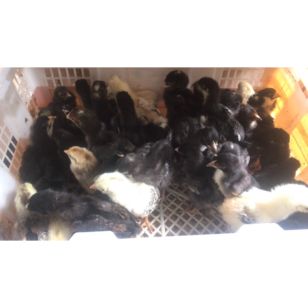 DOC/pitik ayam  BP3/ ayam kampung super cepat pertumbuhan