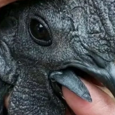 TELUR AYAM CEMANI  ASLI