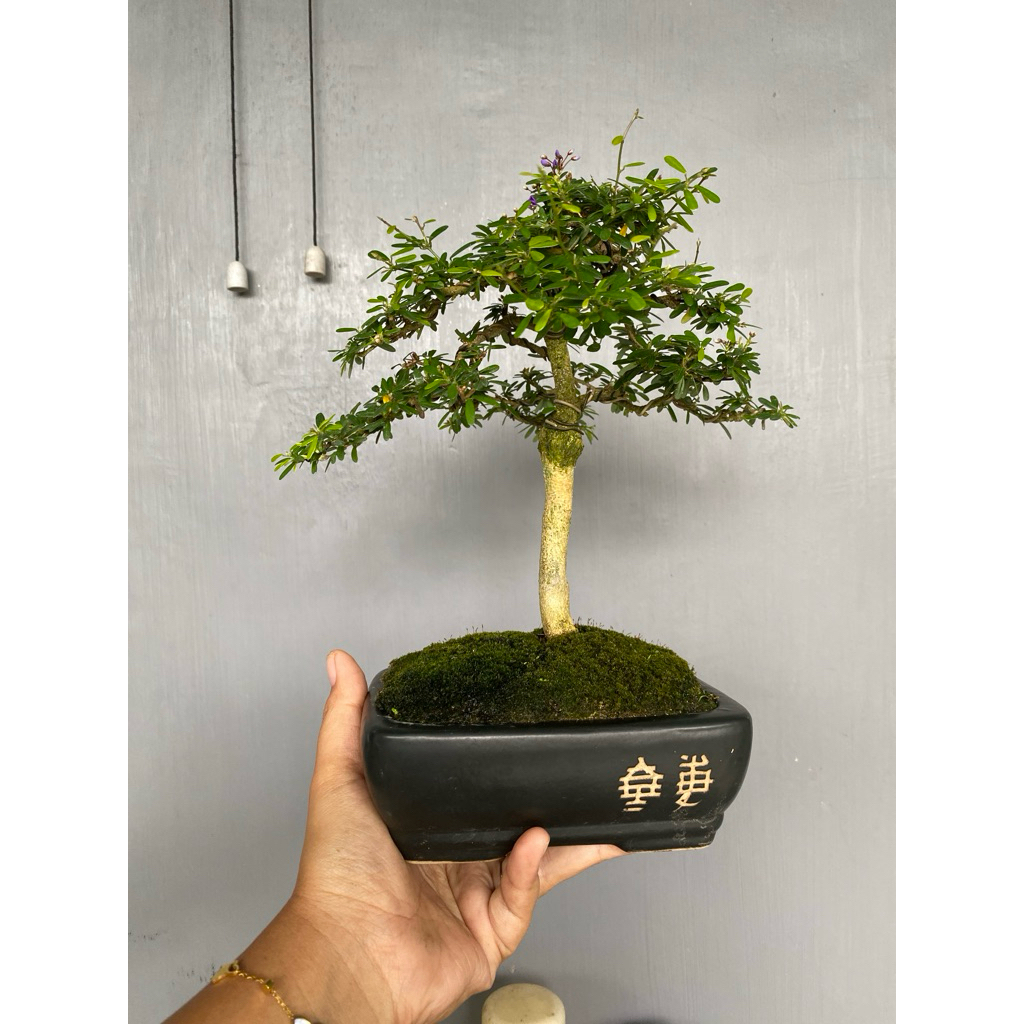 bonsai saeng simbur Micro Vietnam