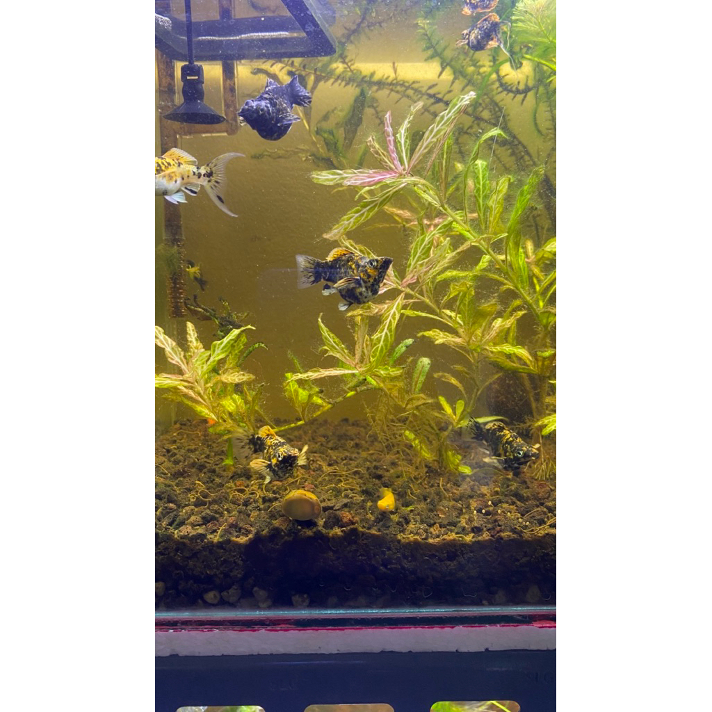 molly Merpati calico jumbo