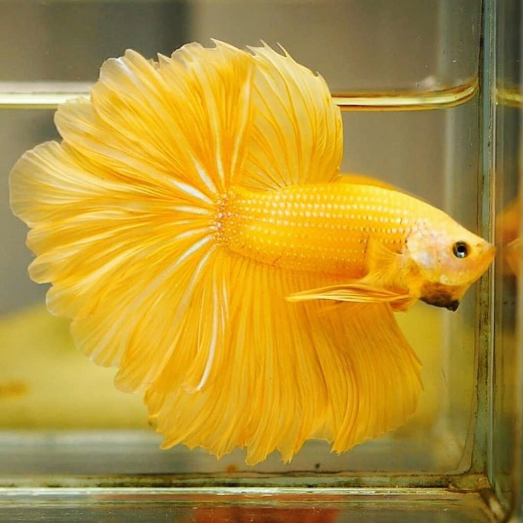 Cupang Halfmoon Yellow Kuning Jantan hiasan akuarium