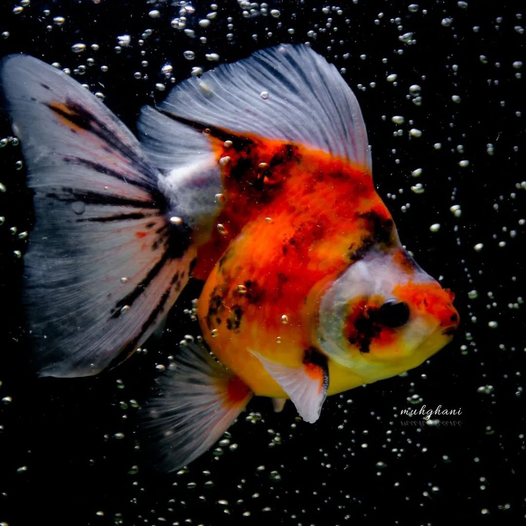 mas koki oranda panca warna paket 3 ekor perhiasan aquarium