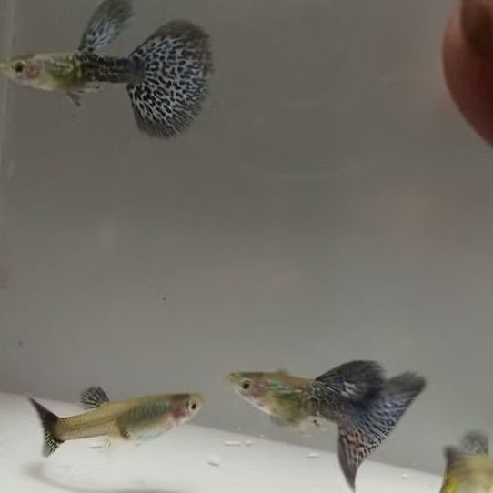 AhNa Guppy Farm - Guppy blue dragon hm