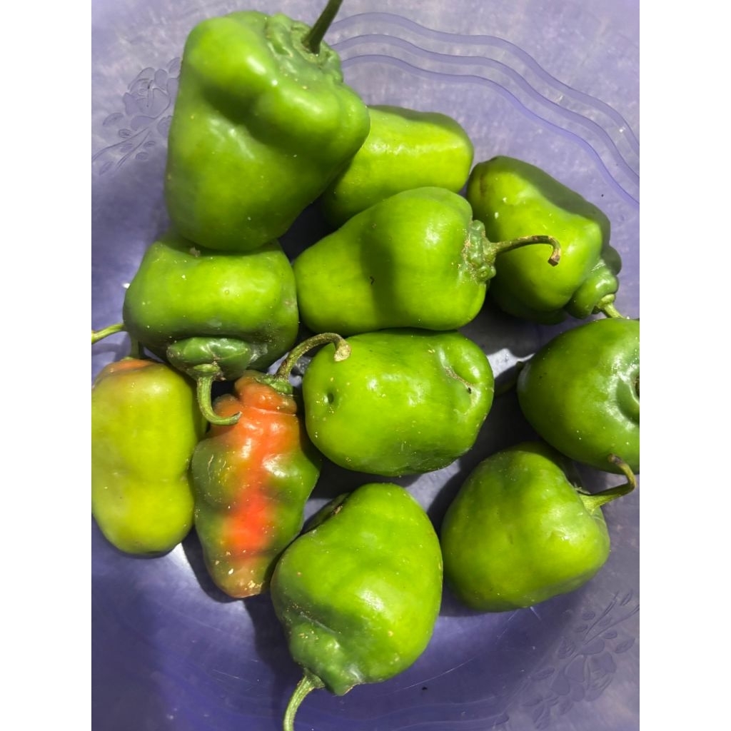 cabai gendot dieng asli