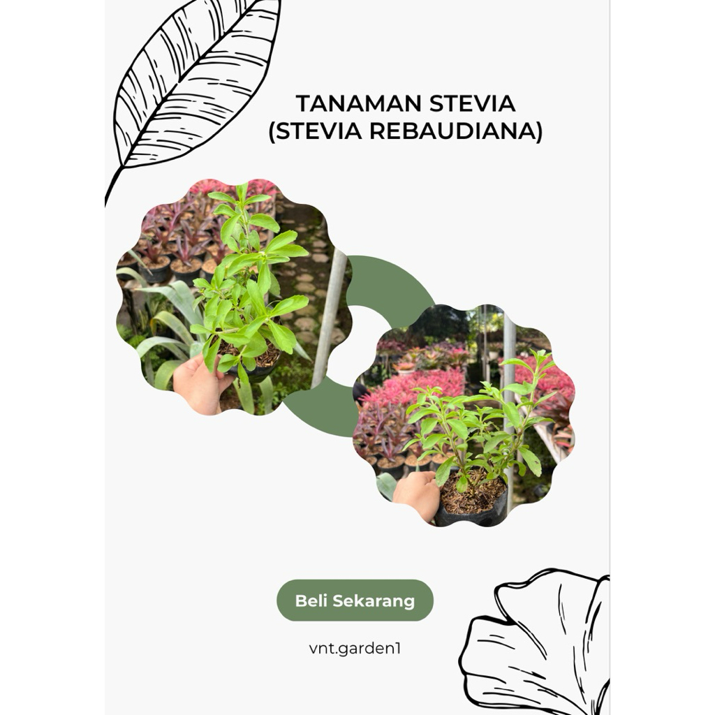 Tanaman stevia ( stevia rebaudiana )