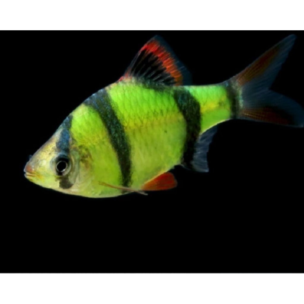 READY , Tiger Sumatra hijau, ikan hias air tawar