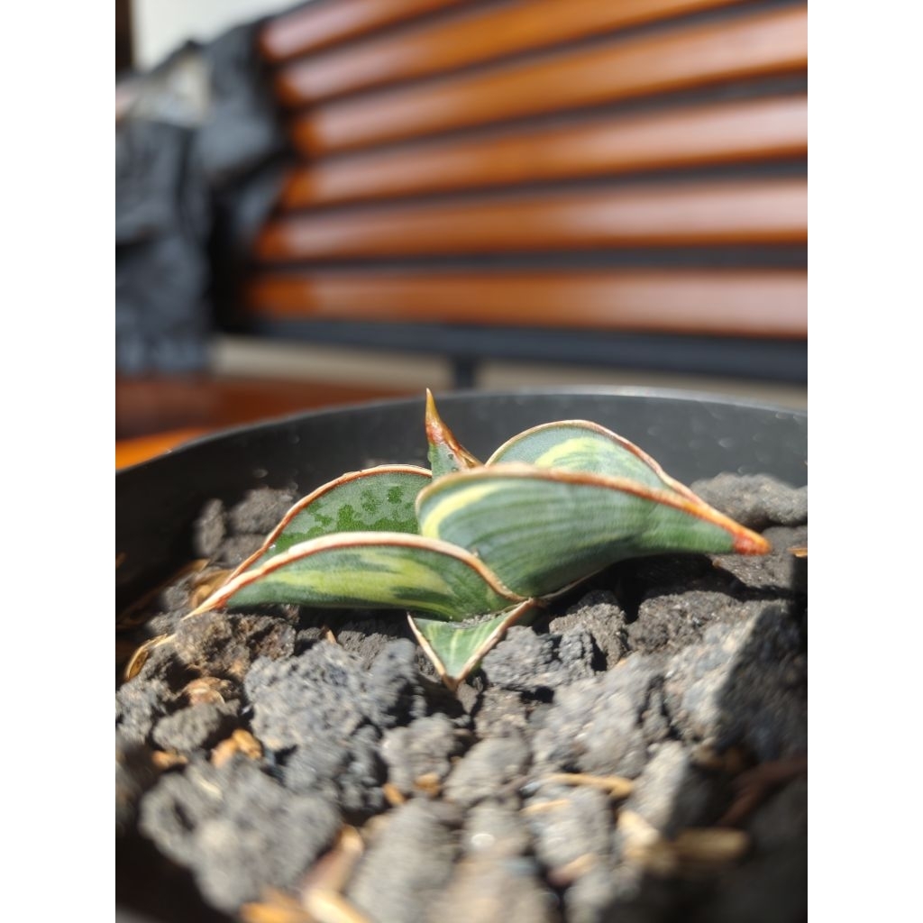 Sansevieria Rorida Varigata