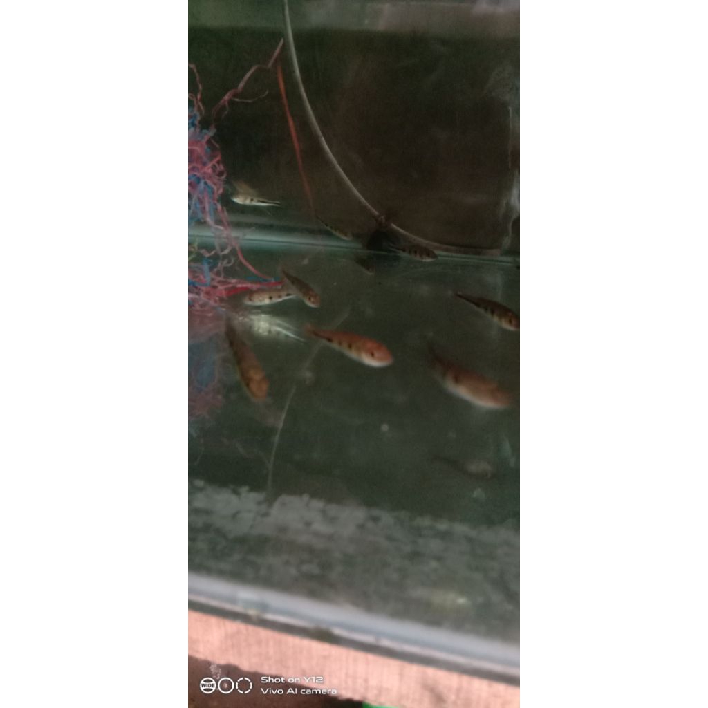 hiasan  buat aquarium ikan pibas mono