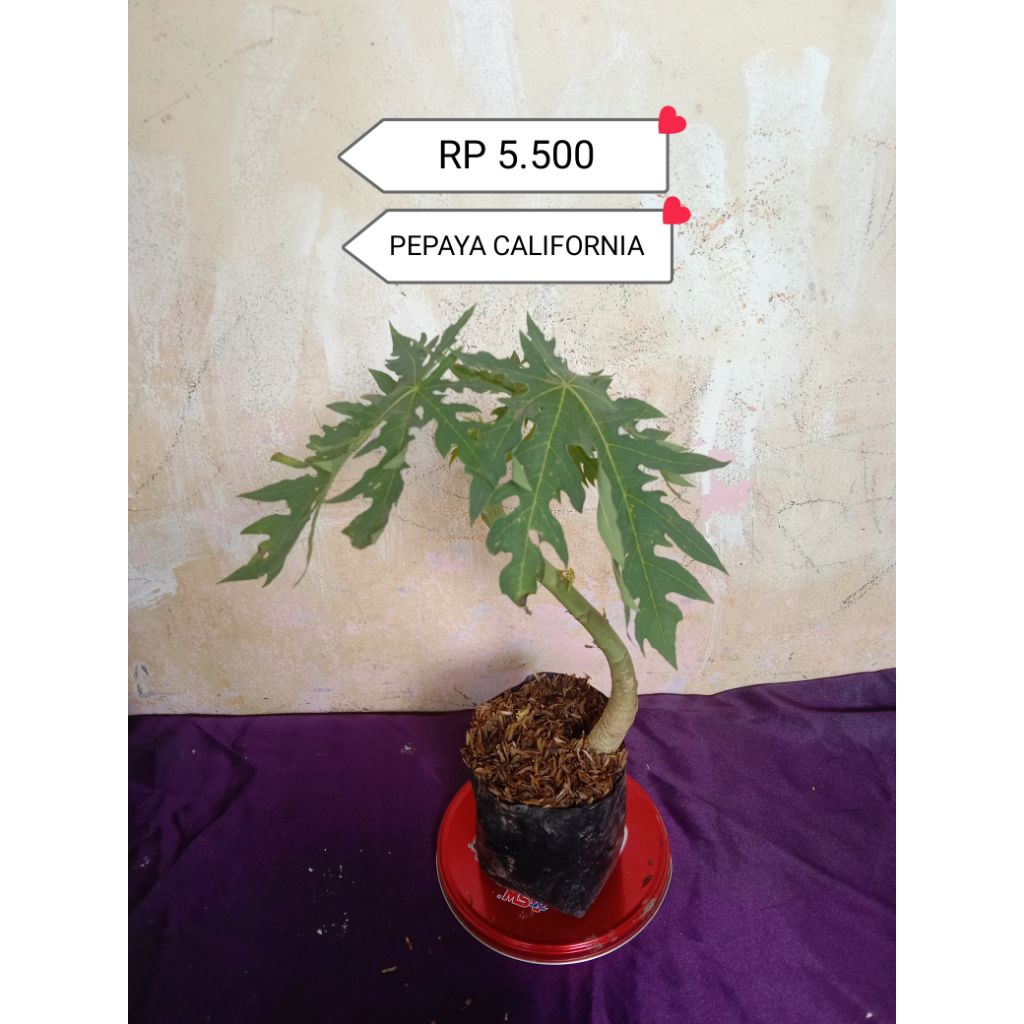 Pepaya Kalifornia