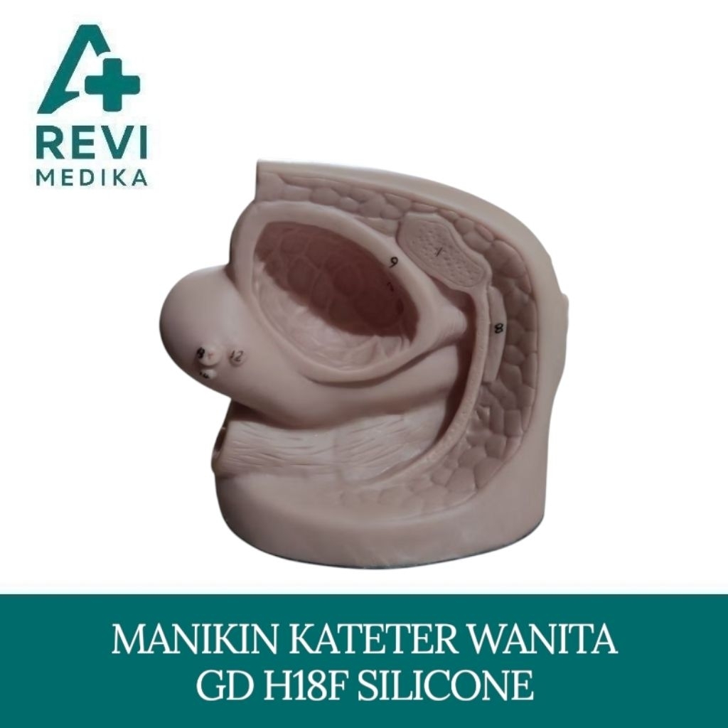 Manekin Kateter Wanita GD H18F Silicone / Alat Peraga Kateter Wanita GD H18F Silicone / Manikin Kate
