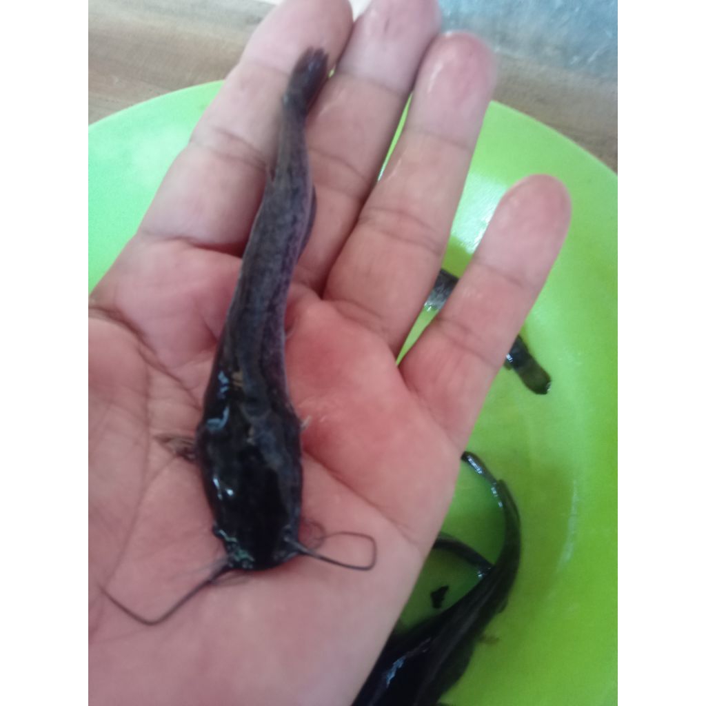 Harga benih ikan lele sangkuriang Terbaru Jan 2026 BigGo Indonesia