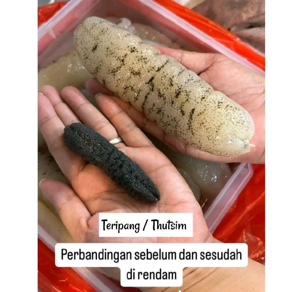 Haisim / Teripang / Sea Cucumber / Timun Laut / Tutsim / Haisom / Thut sim / thutsim / Hoisom / Lint