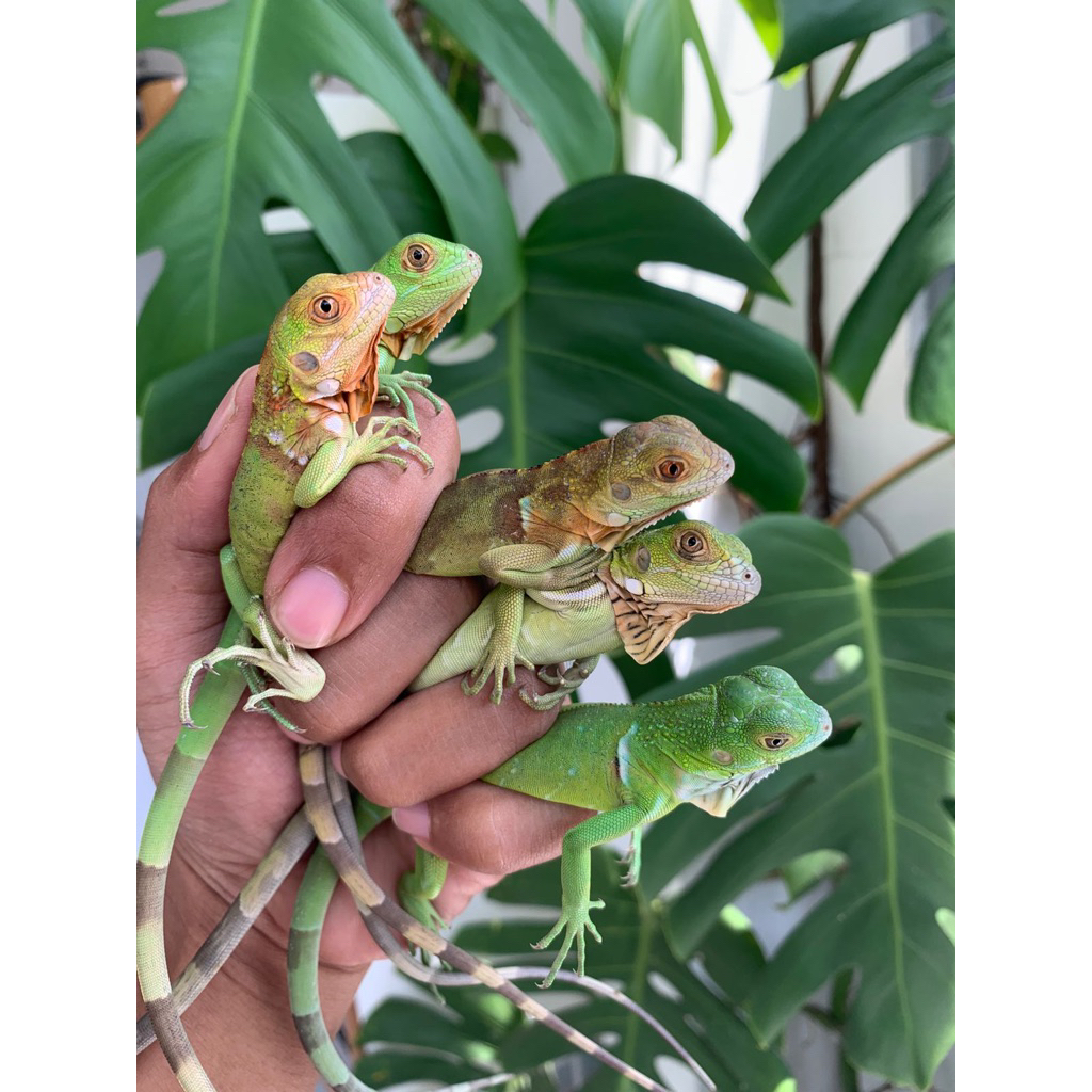 sticker Red & Green iguana