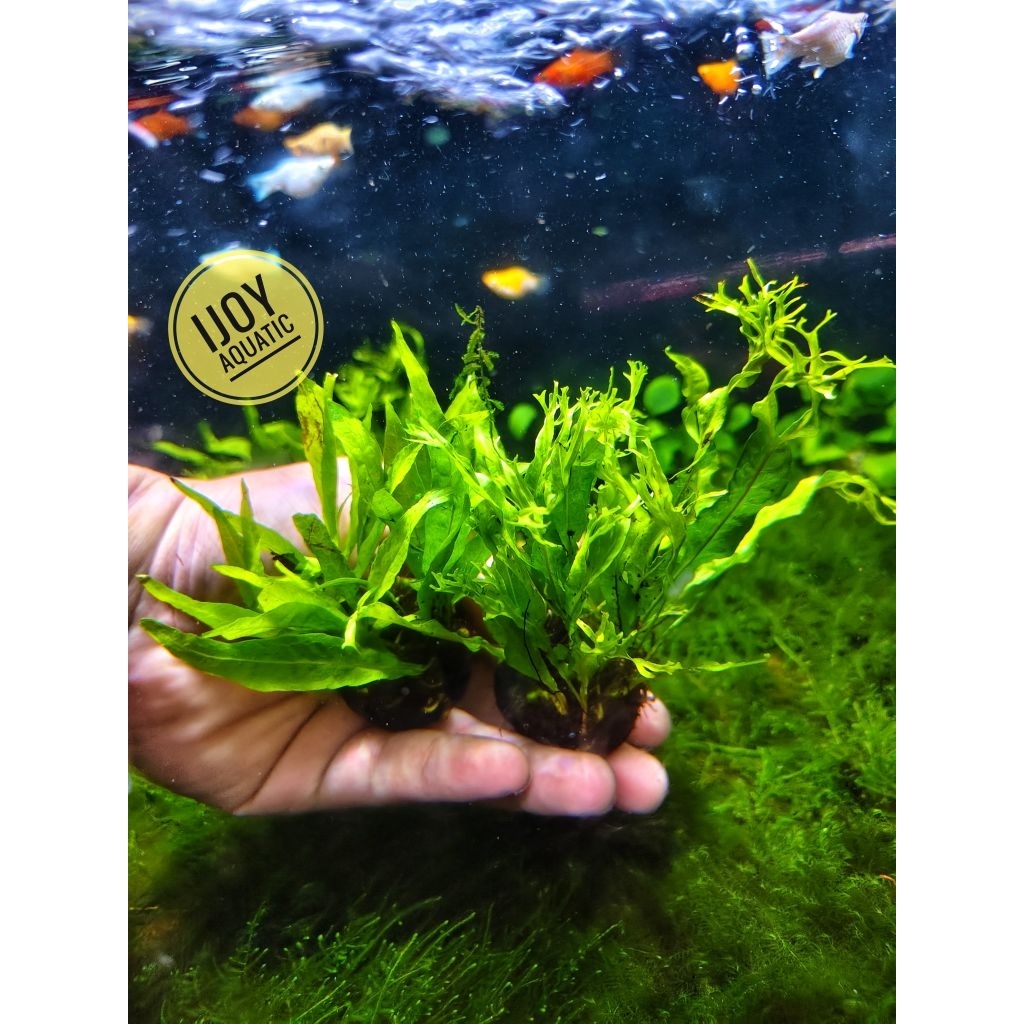 Kadaka tanaman aquascape. kadaka java fern, kadaka windelop