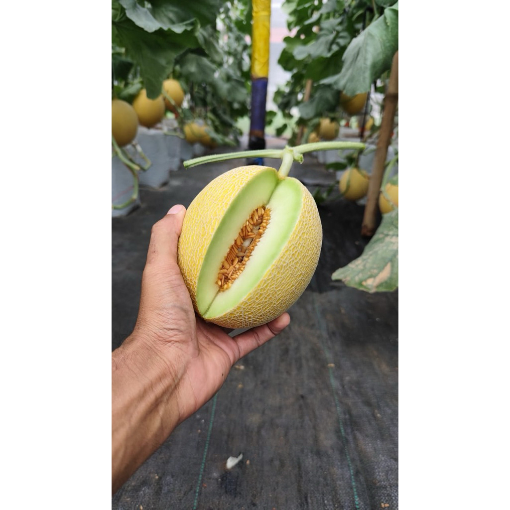 Melon Hydroponik Inthanon