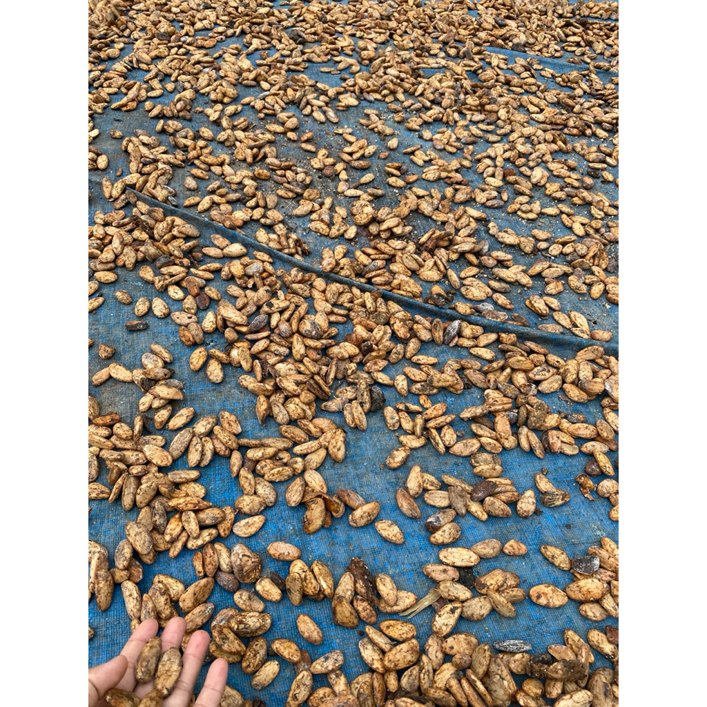 biji coklat kering / kakao