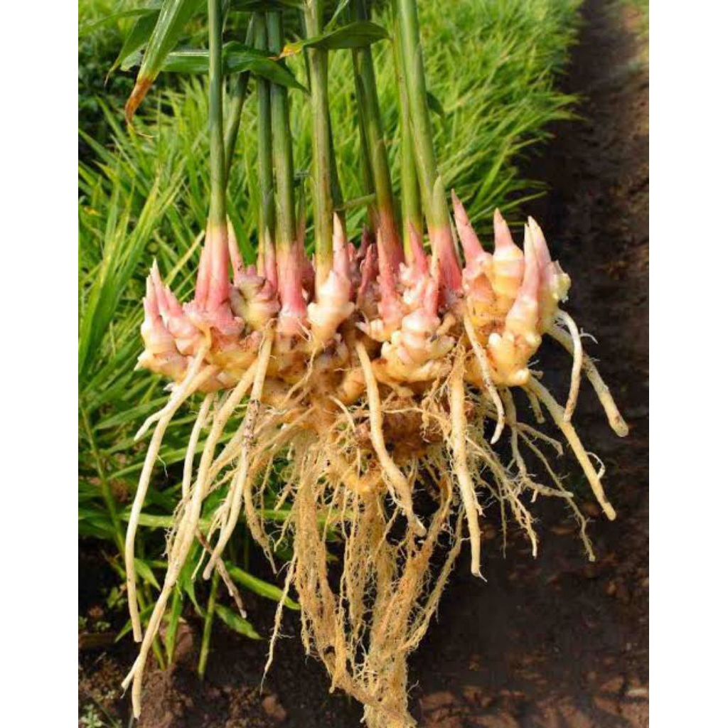 Jahe Muda jahe gajah segar dan fres