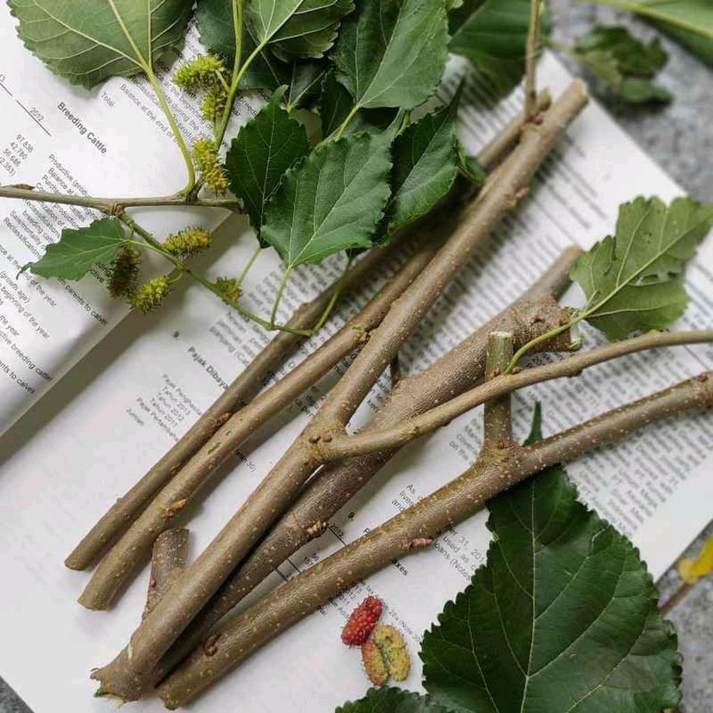 Bibit murbei stek batang buah murbei
