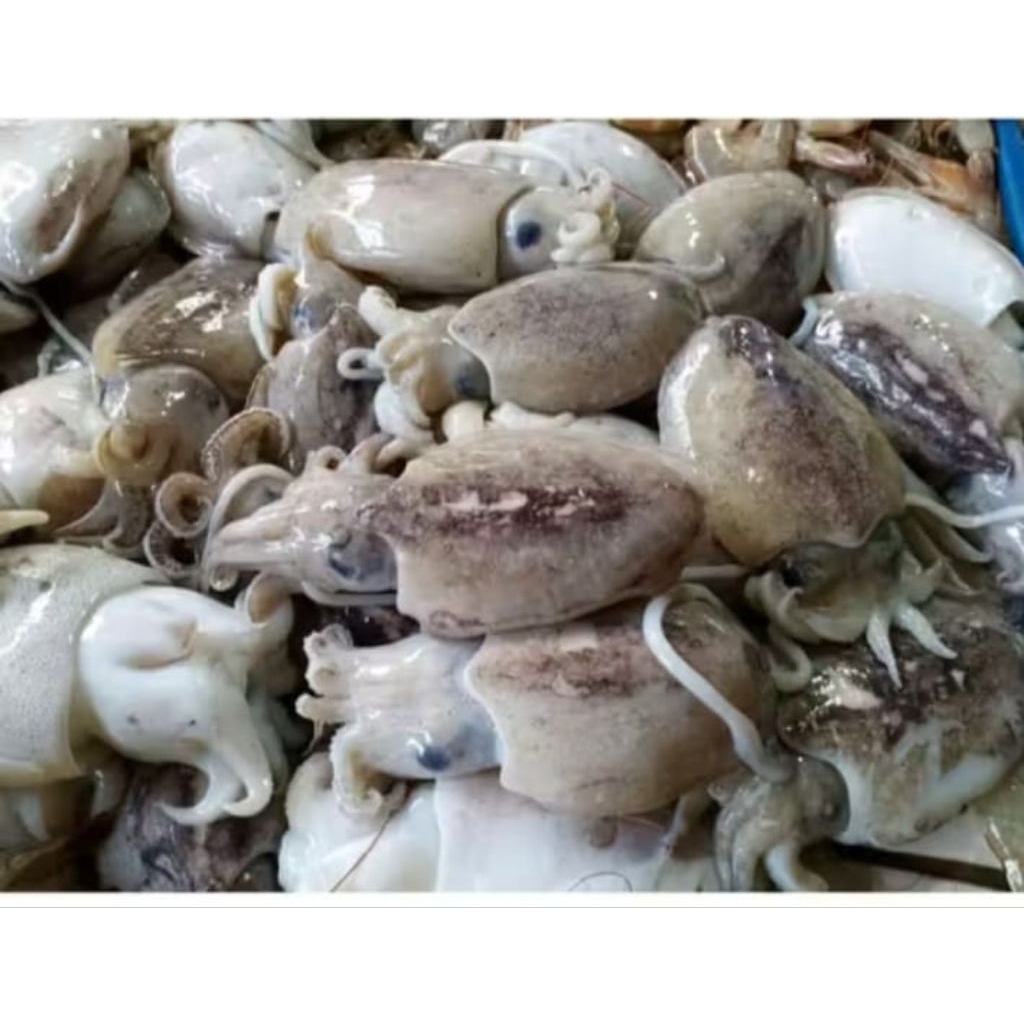 Cumi sotong fresh 500gr