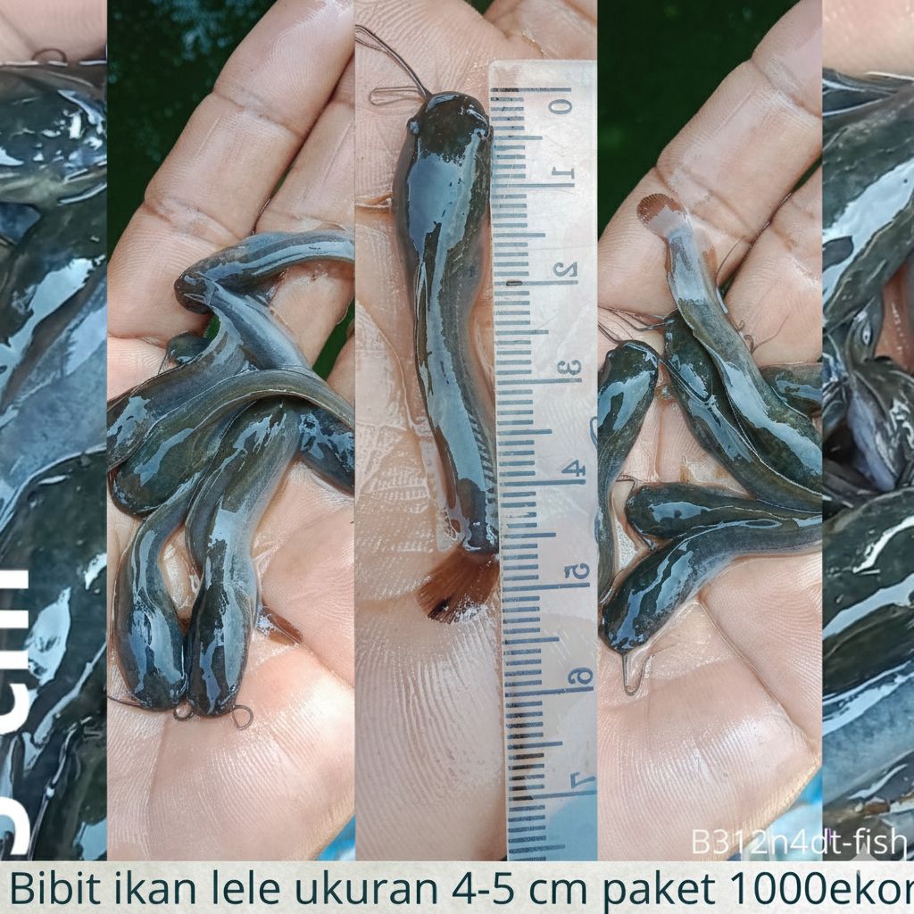 Bibit Ikan Lele 4–5 cm Sehat & Aktif | Paket 1000 Ekor /bonus 150