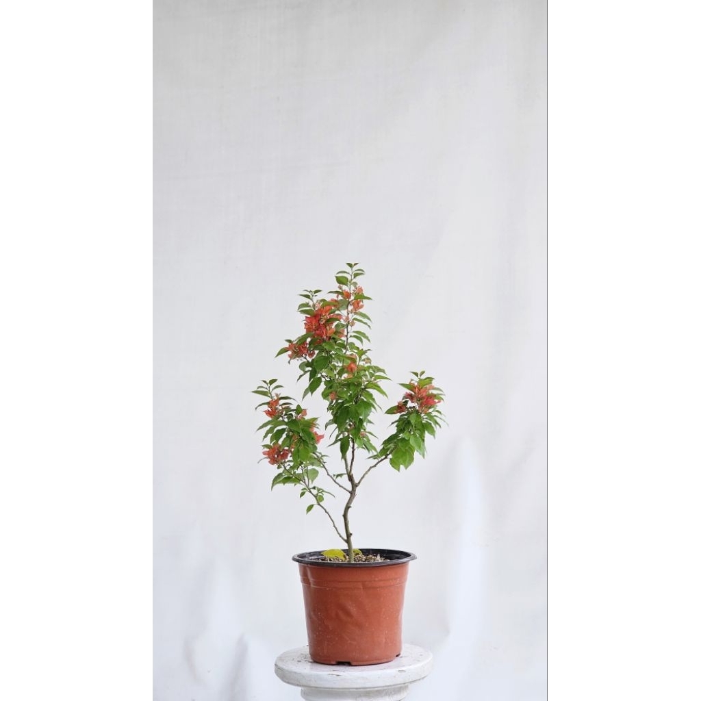 Bougenville Import Id Ekor Musang Merah, Putih, Pink, Orange