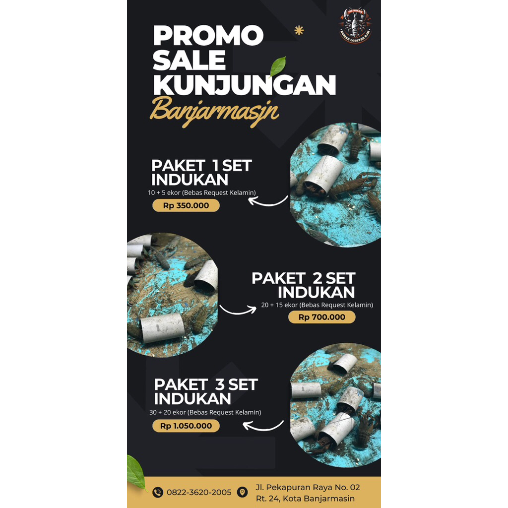 Lobster air tawar Budidaya, Kalimantan